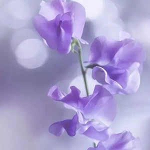 华沙 (6)