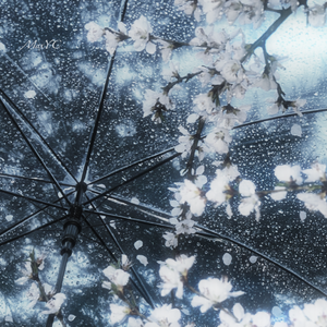 雨逢花Rain Flower