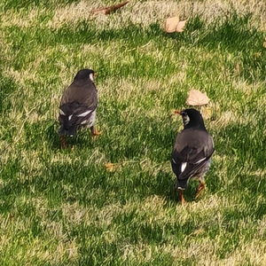 原野（诗岸 ver）