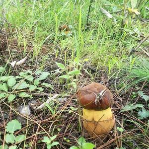 放不下的那个人