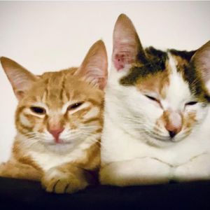 夏夜萤火的微光