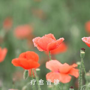 疗愈之音：心灵归宿