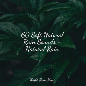 Forest, Night, Frogs