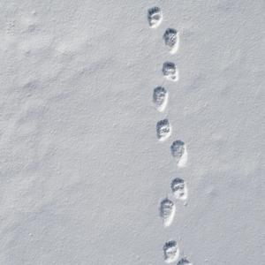 Medvěd (feat. Barbi Gold)