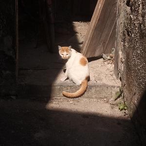 土文