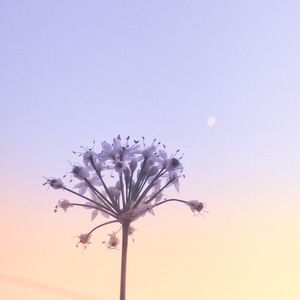 倚栏听风（cover郑国锋）