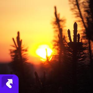 悠闲下午纯音乐慵懒猫咪