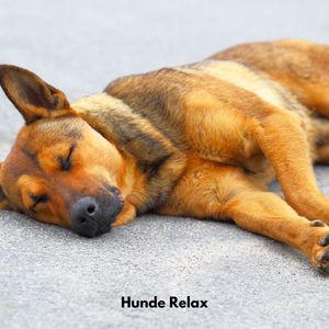 Hunde Entspannungssuite