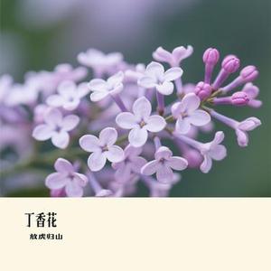 丁香花（Cover 小沈阳）