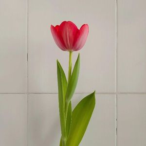 melodic minor （台词版）