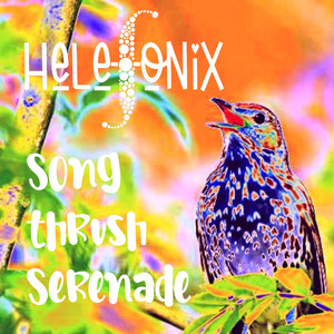 Song Thrush Serenade