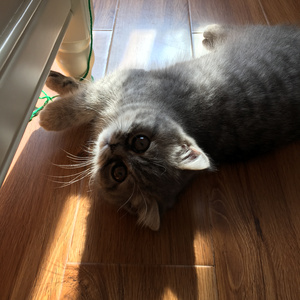 荒岛（（Cover 谢春花）