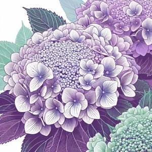 ハイドランジア・アスペラ