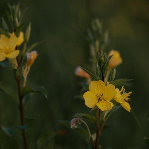 宵待草 - ハーモニカソロ