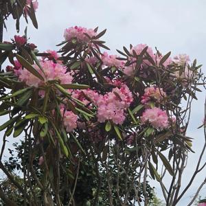 静かな雨の奇跡(World Peace Song)