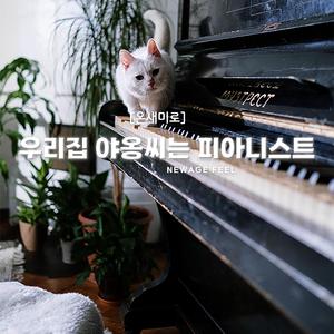 우리집 야옹씨는 피아니스트