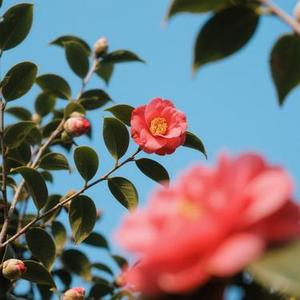 茶花开了，该回家了 (澹台璇玑 Remix)