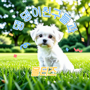 댕댕이 친구들과 몰티즈