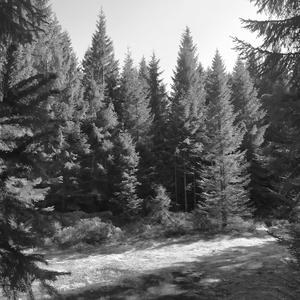 Vábení kukačky nad rašeliništi