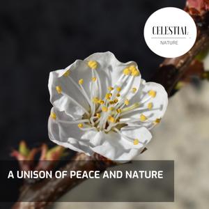 Piercing Beach Ripple Orchestral Bass