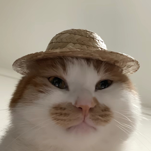 喵喵喵又咪咪咪