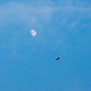 【breaking_bboy舞曲】Ambush Under The Moonlight