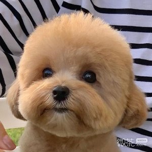 1_不分手的恋爱