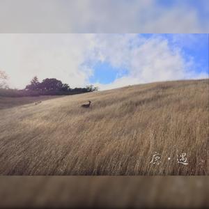 Deer · Encounter 鹿 · 遇