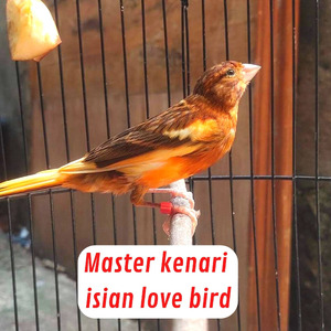 Master Kenari Isian Love Bird (Live)