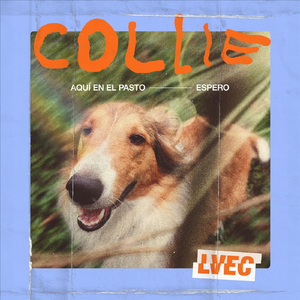Collie
