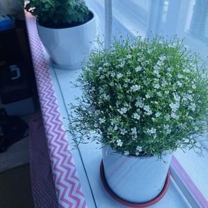 七月1956 - 记忆中温柔和风