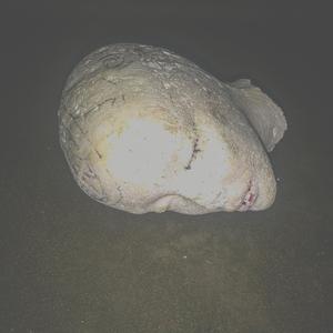 (免费)"告密者snitch"