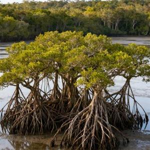 你是我梦中的人