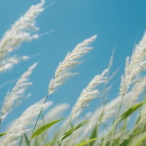 流云悠然飘逸