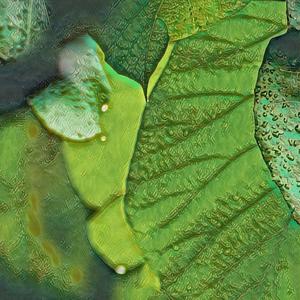 Monsoon Forest, Pt. 1