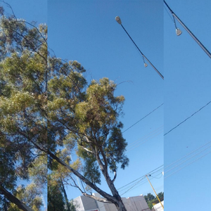 Tótem (Transitorio) (Amor)