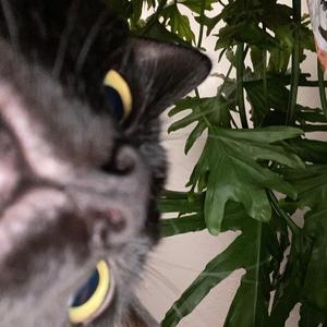 salem's lullaby (feat. vhs ghost)