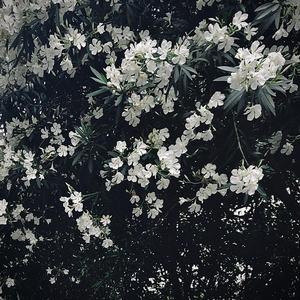 天使的翅膀（cover：林加弦）