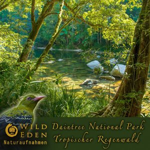 FrÃ¼her Morgen - Regenwald AtmosphÃ¤re Teil 1 (Morgendlicher Gesang von exotischen tropischen VÃ¶geln) [Anregende und Entspannende AtmosphÃ¤re fÃ¼r Spas und Massagepraxen]