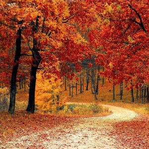 初雪染白记忆中深秋