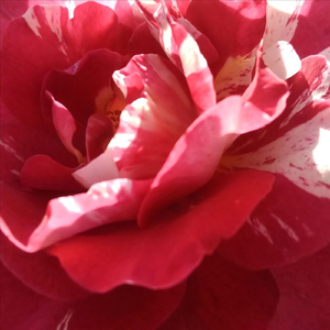 The Rose