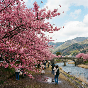 河津桜
