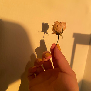 RottenFlower（Prod.YoungHarry)