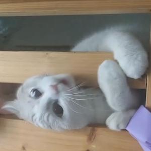 不谈恋爱也没关系录音版