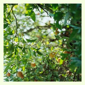 Westcoast Daydreaming (西海岸白日梦)