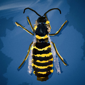 yellowjacket
