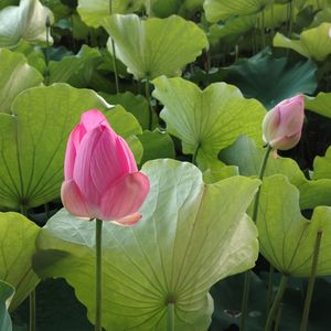 敕勒歌