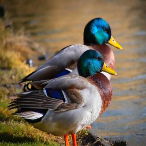 Quacking Ducks
