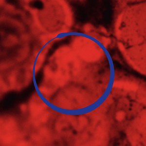 The Hearth (Shelter Mix (feat. Lihla))