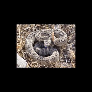 Snakes In My Path
